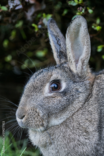 close up portrait of a grey rabbit hiding under the shade of green bushes in the park © Yi
