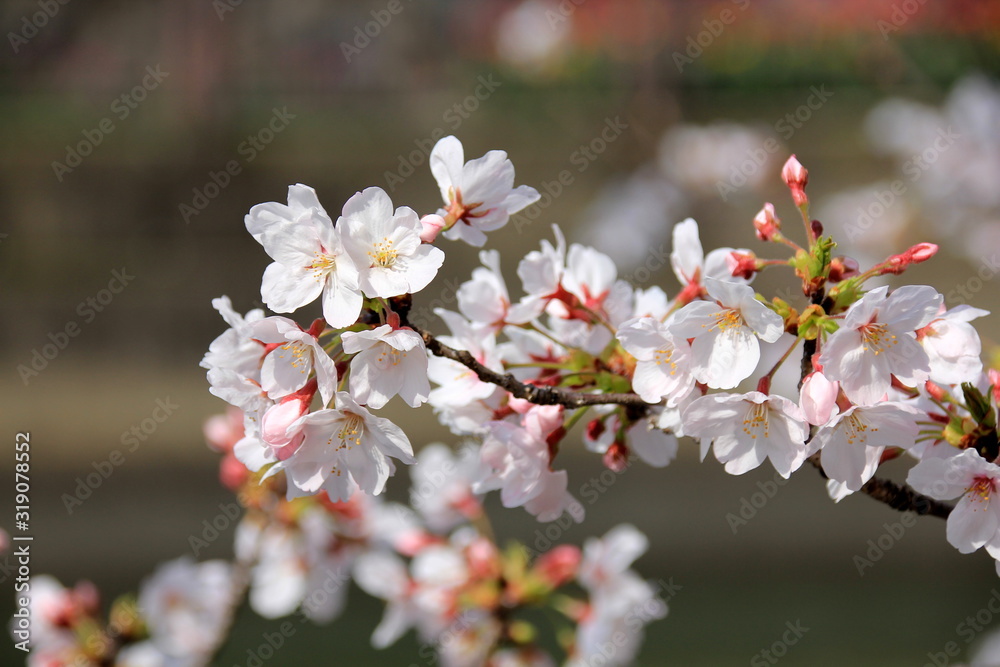 福岡中央公園の桜