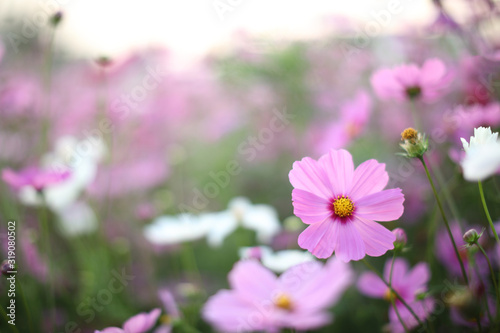 cosmos field   pink flower in close up with fower background