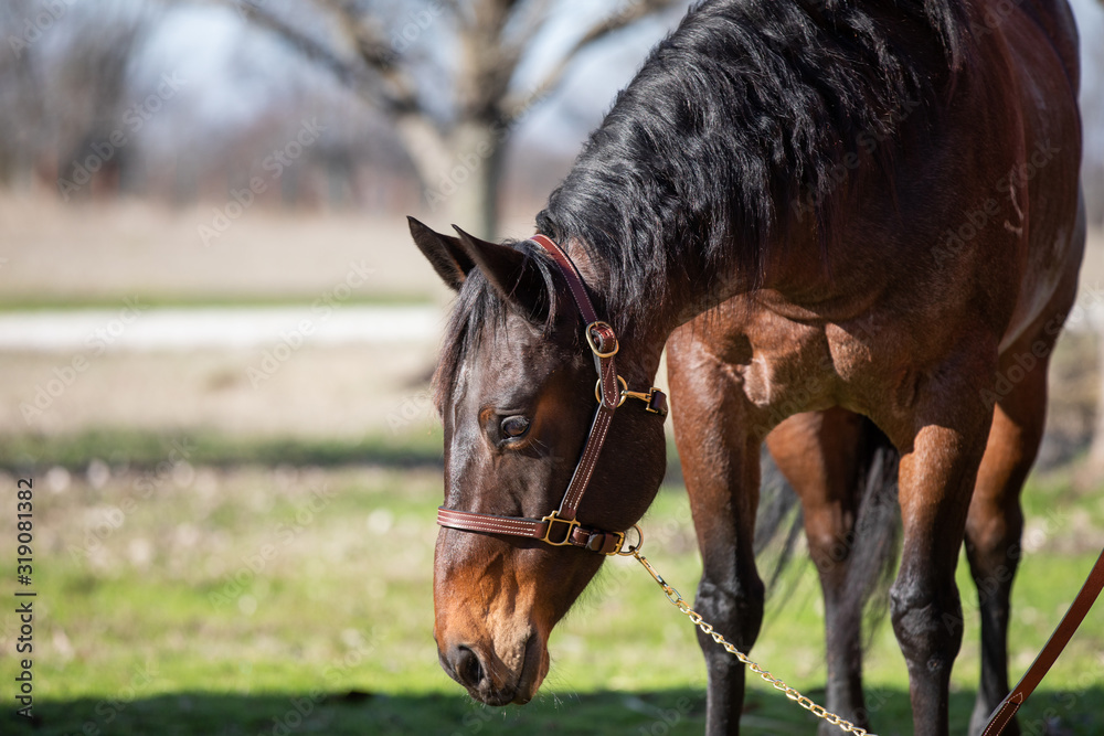Fototapeta premium bay horse portrait
