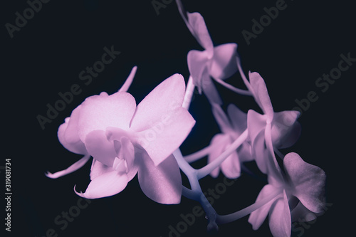 Orchid in invisible rays. Infrared Phalaenopsis flowers.