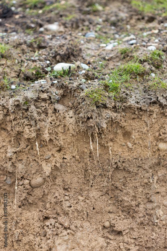 cross section of grass root and soil cross section of grass root and soil