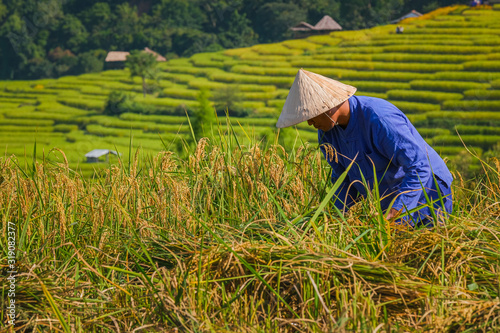 Male farmers harvesting rice in the mountains in rice fields in northern Thailand.