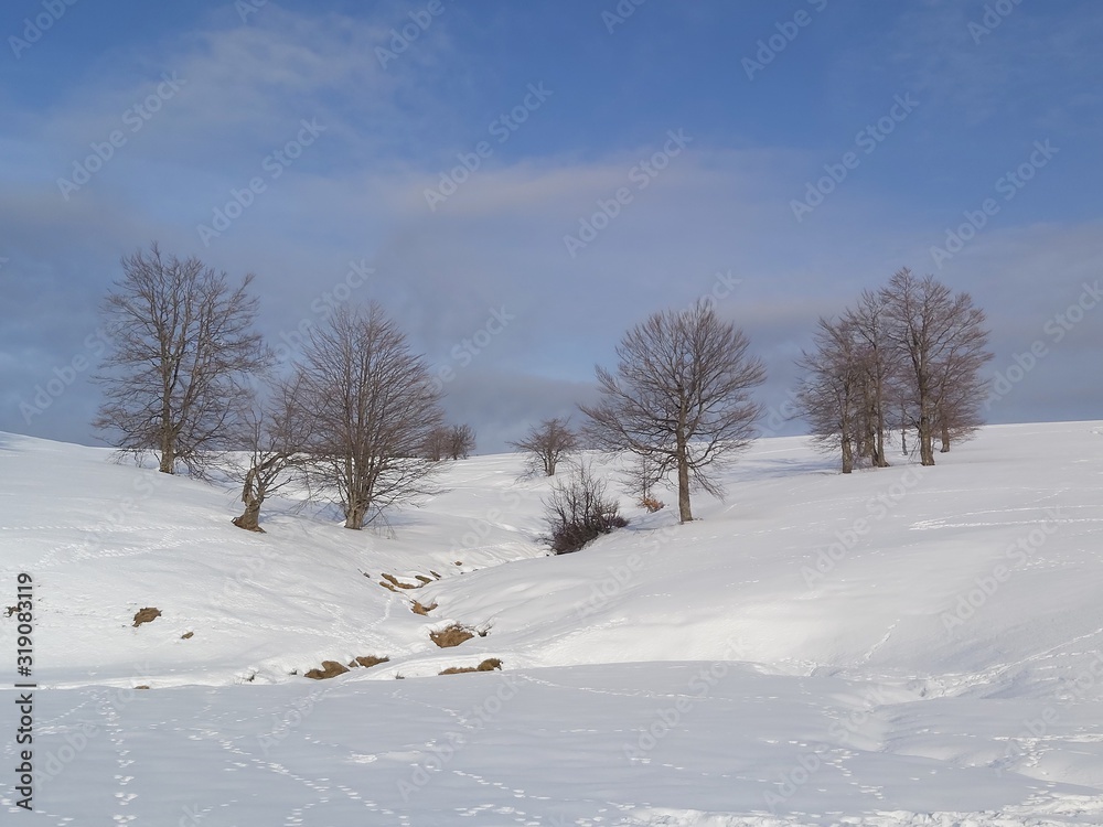 winter landscape with trees and snow winter landscape with trees and snow