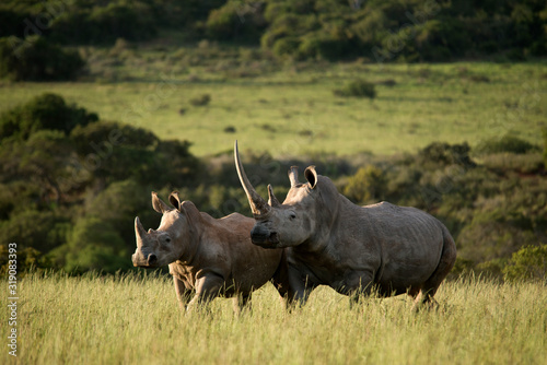 Obraz na plátně Rhinoceros On Field
