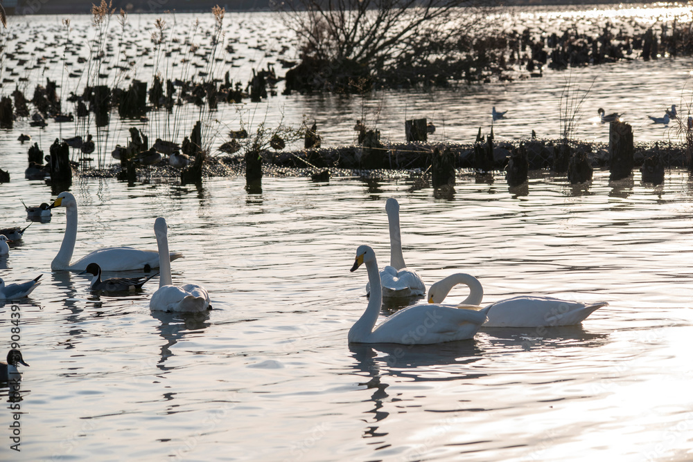 Fototapeta premium Swan