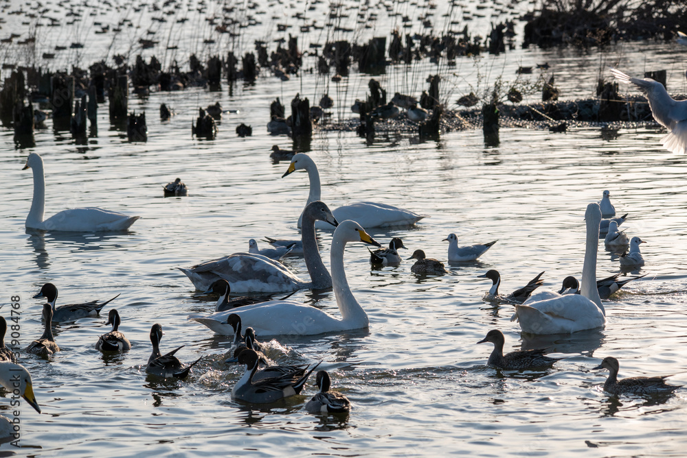 Fototapeta premium Swan