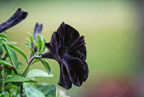 Flower petunia black velvet blooming in the garden.