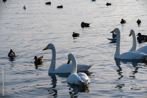 Fototapeta Naklejka Na Ścianę i Meble -  Swan