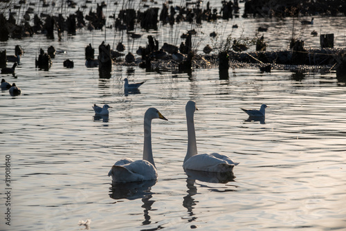 Fototapeta Naklejka Na Ścianę i Meble -  Swan
