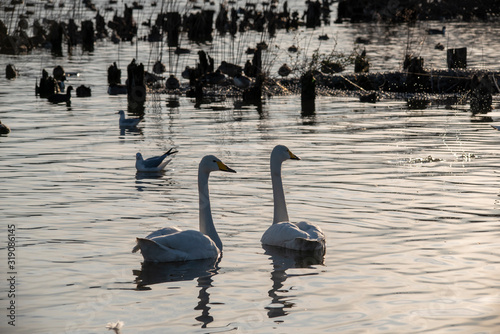 Fototapeta Naklejka Na Ścianę i Meble -  Swan