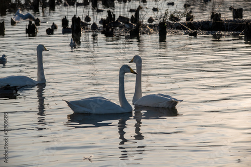 Fototapeta Naklejka Na Ścianę i Meble -  Swan