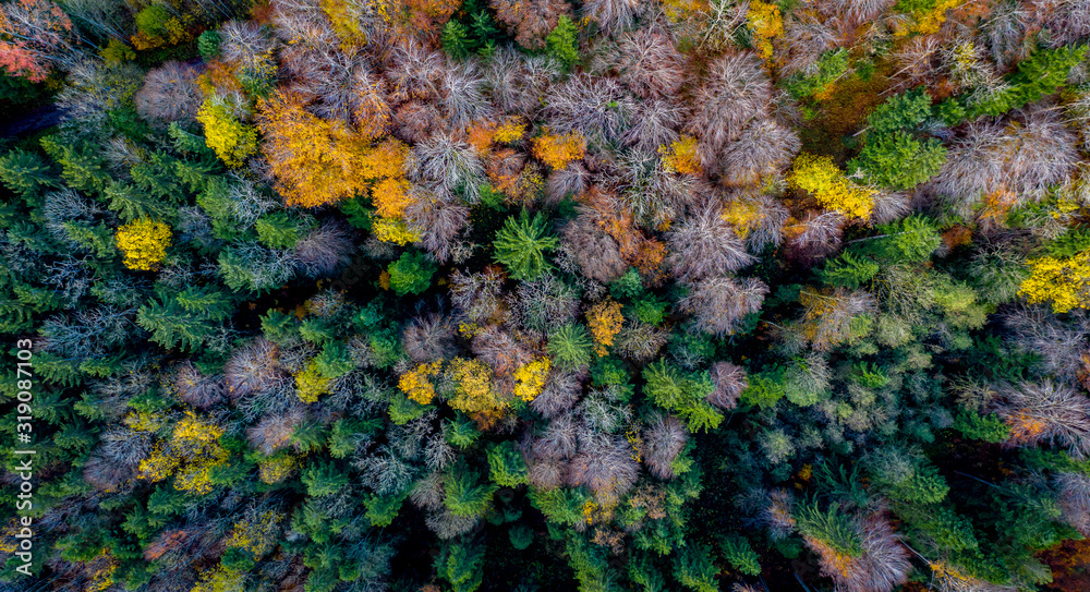 Aerial view Autumn landscape in Bavaria near Miesbach. top view of the autumn forest. Beautiful autumn colors. Yellow and green trees Aerial view Autumn landscape in Bavaria near Miesbach. top view of the autumn forest. Beautiful autumn colors. Yellow and green trees