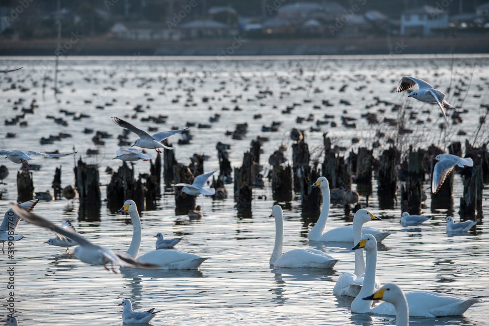 Obraz premium Swan