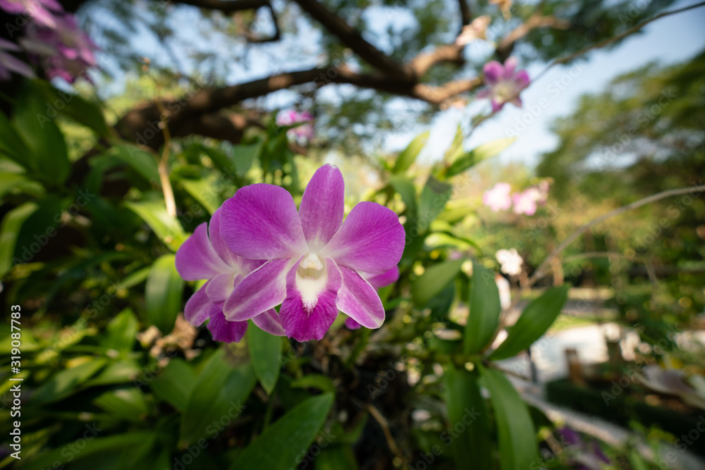 Orchids with green leaf at the garden Orchids with green leaf at the garden