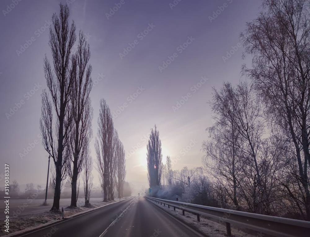 Dawn on a frosty morning. Fog is on the road and there are trees around. It is cold Dawn on a frosty morning. Fog is on the road and there are trees around. It is cold