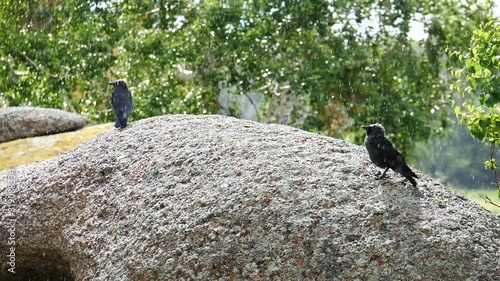 birds jackdaws in the rain slow motion 