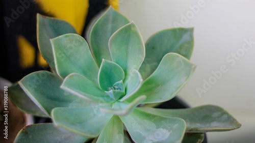 An isolated shot of a green aloe succulent plant