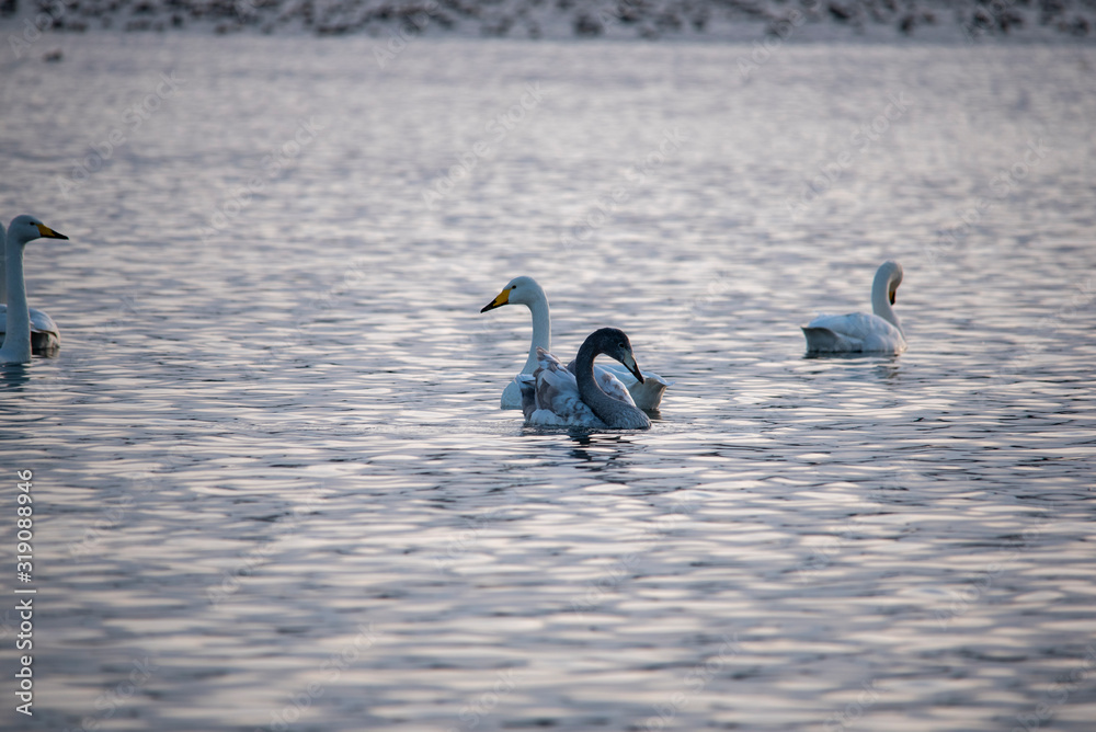 Fototapeta premium animal Swan