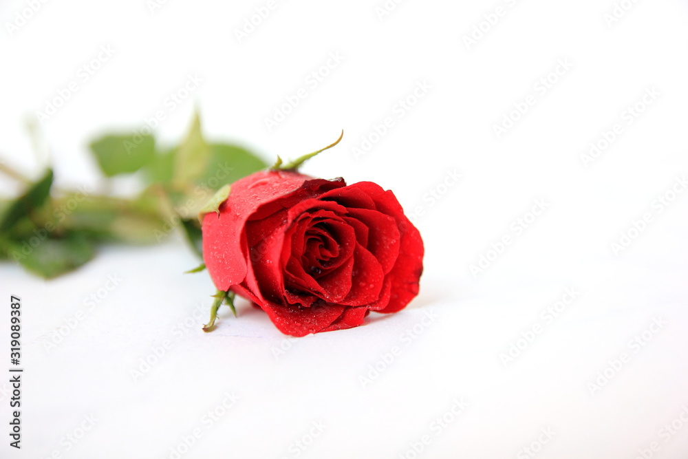 Red rose close up on isolate whit background. Red rose close up on isolate whit background.
