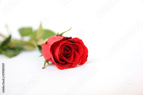 Fototapeta Naklejka Na Ścianę i Meble -  Red rose close up on isolate whit background.