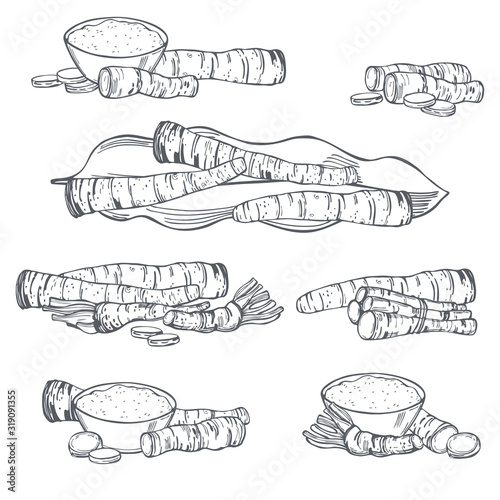 Hand drawn horseradish, root and leaves. Vector sketch  illustration.