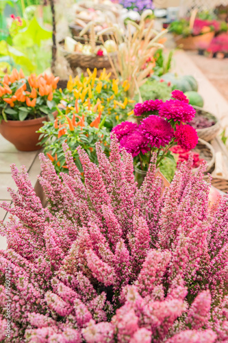 Wallpaper Mural beaitiful blooming autumn flowers - heather, aster, decorative pepper. Autumn harvest festival Torontodigital.ca