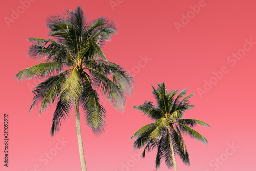 Coconut trees on an abstract pink background. Tropical natural background