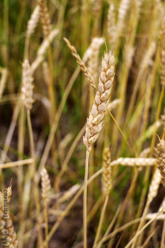 Ear of the wheat on field. Natural composition. Ear of the wheat on field. Natural composition.