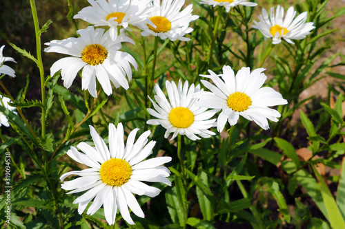 macro of beautiful white daisies flowers in the garden.