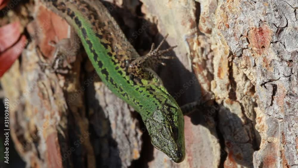 Dalmatian wall lizard from Brijuni National Park Dalmatian wall lizard from Brijuni National Park