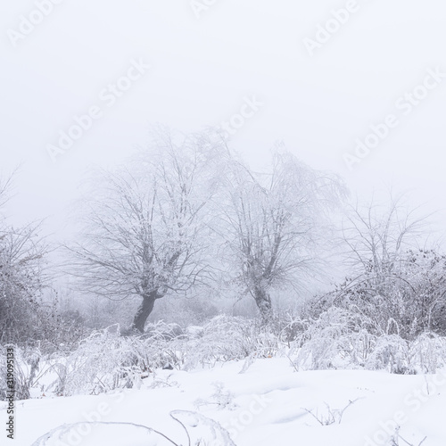 Icy trees in a foggy winter forest