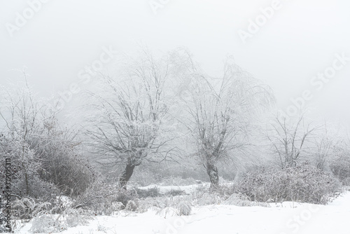 Wallpaper Mural Icy trees in a foggy winter forest Torontodigital.ca