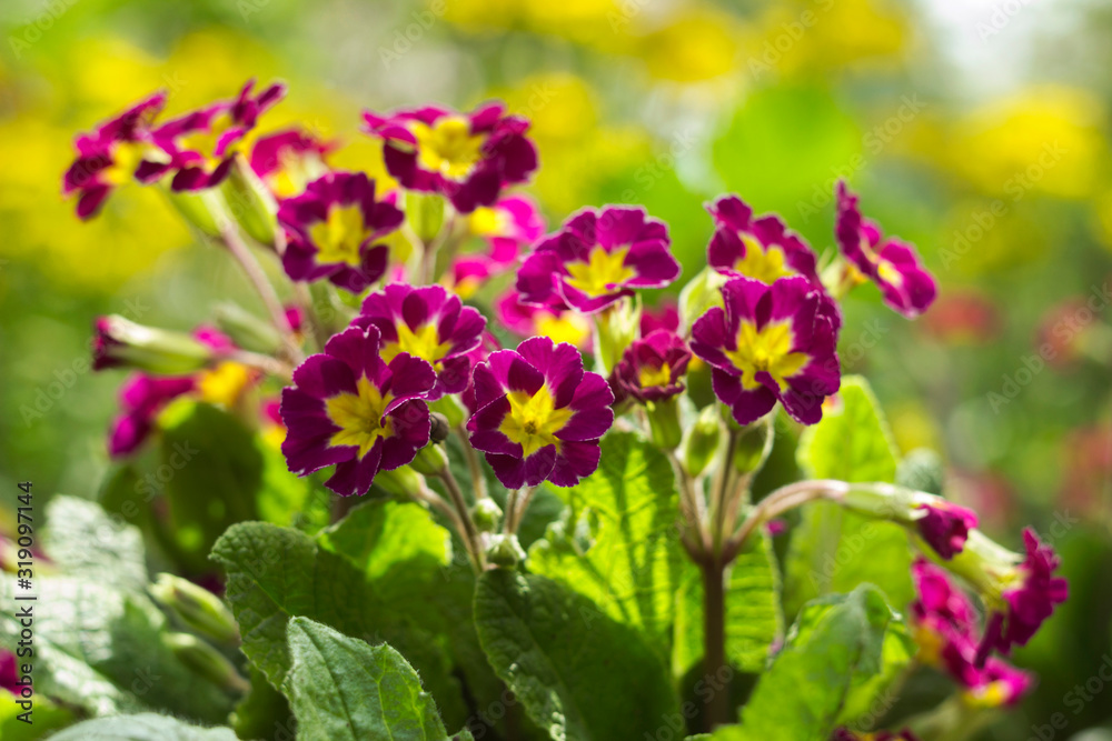 Dark pink primrose blooms in the garden against a background of yellow flowers. Spring concept, beautiful flowers Dark pink primrose blooms in the garden against a background of yellow flowers. Spring concept, beautiful flowers