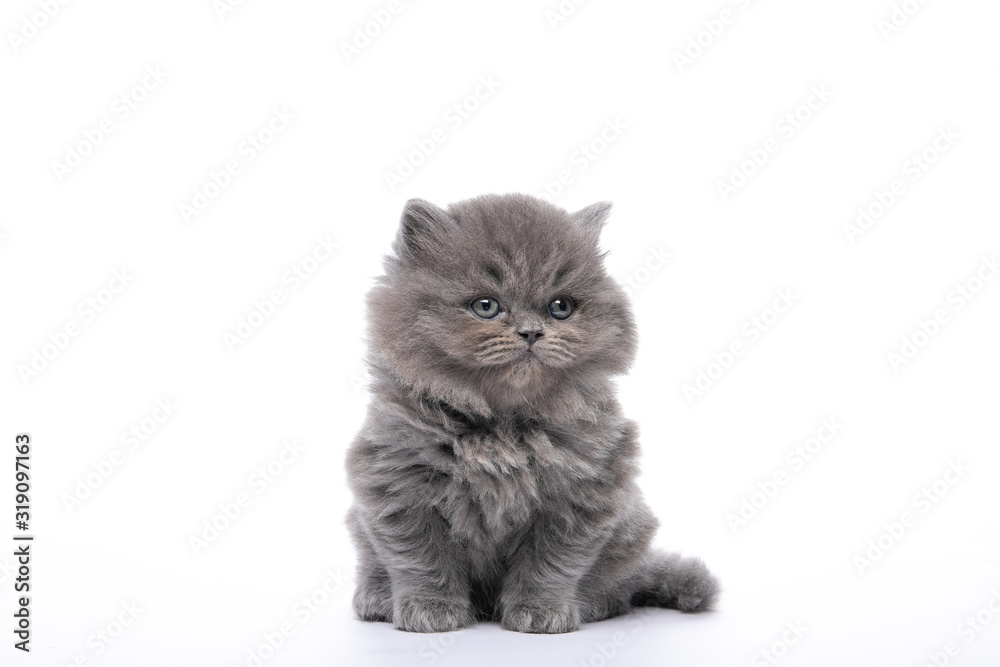 Little black kitten sitting on a white isolated background