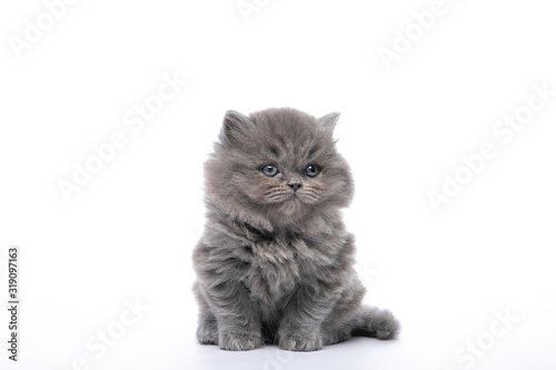 Little black kitten sitting on a white isolated background