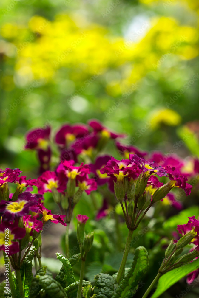 Obraz premium Dark pink primrose blooms in the garden against a background of yellow flowers. Spring concept, beautiful flowers