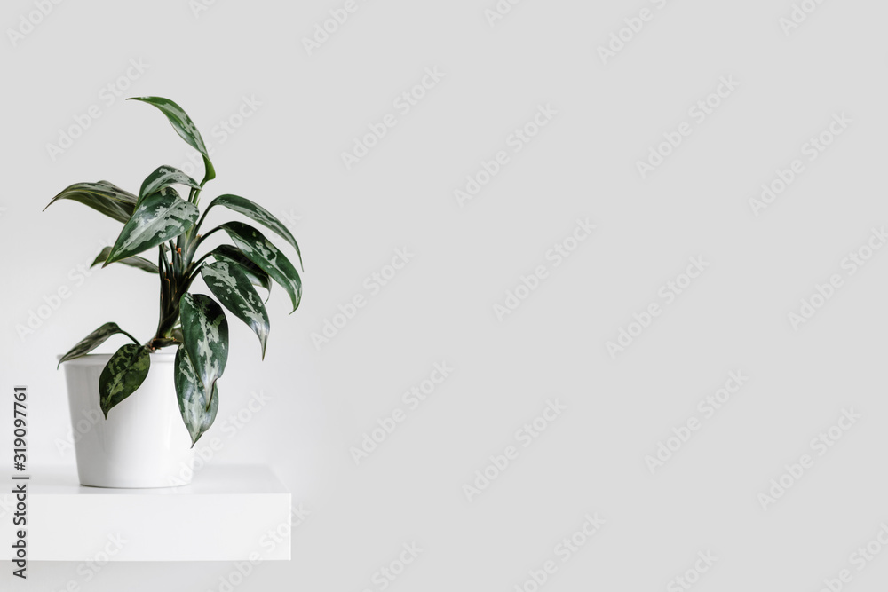 Modern houseplants on a white shelf in the white living room, minimal creative home decor concept, Aglaonema Pumilum Modern houseplants on a white shelf in the white living room, minimal creative home decor concept, Aglaonema Pumilum