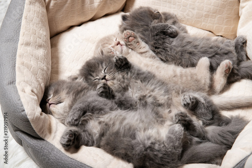 Beautiful kittens sleep in the room