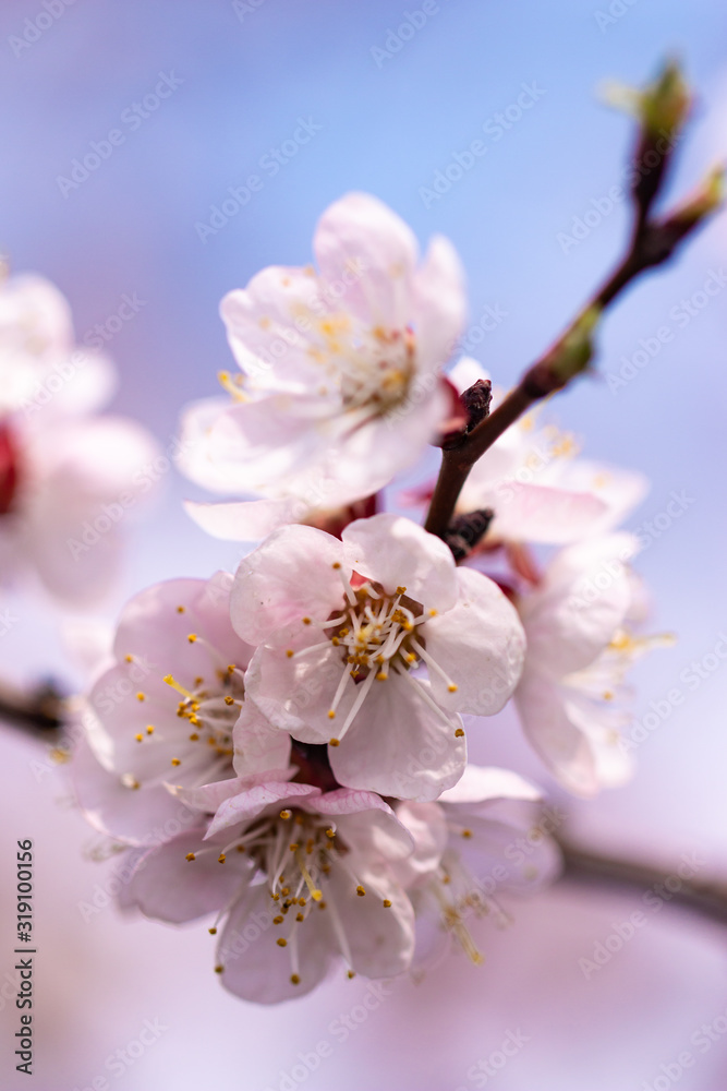 apricot flowers on a branch in spring