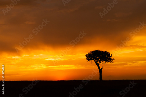 lone tree silhouetted against the sky at sunset