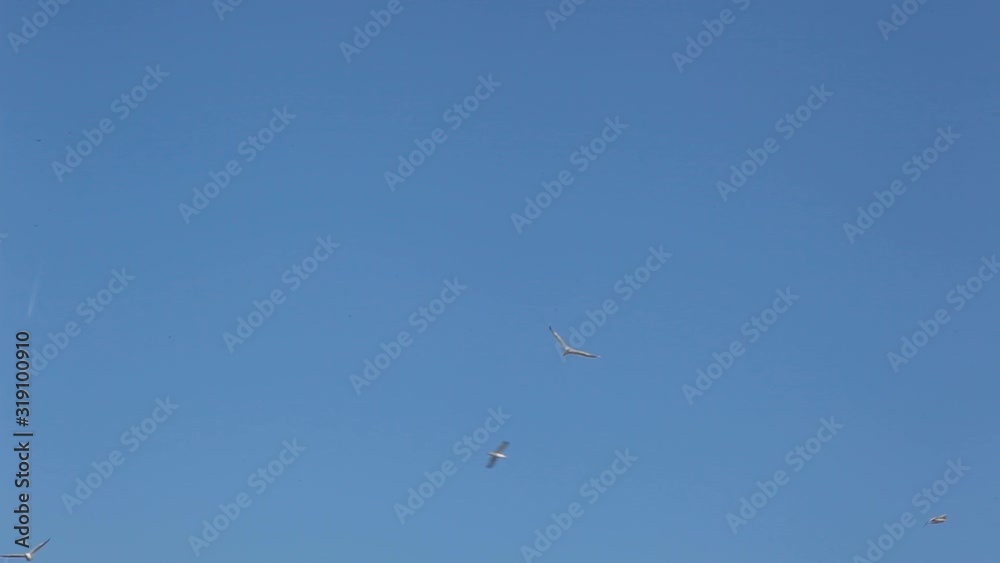 The yellow-legged gull colony on Brijuni National Park