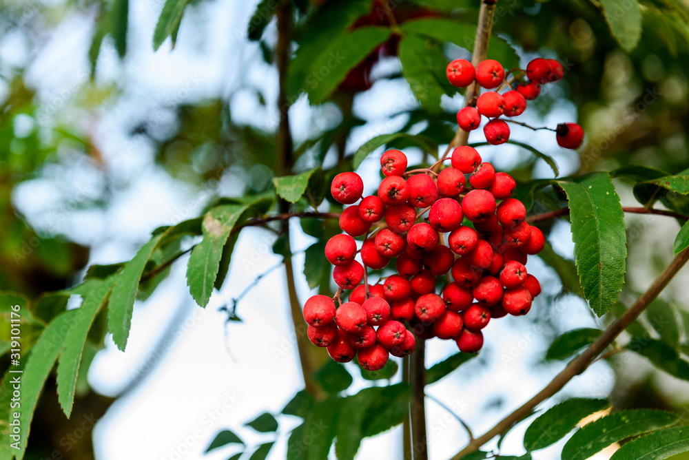 Rowan branches with ripe fruits