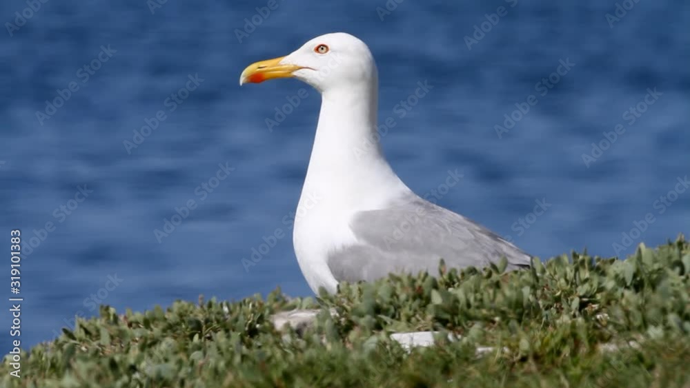The yellow-legged gull colony on Brijuni National Park The yellow-legged gull colony on Brijuni National Park
