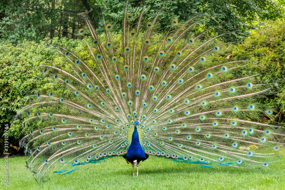 Obraz premium A Beautiful Male Peacock with Expanded Feathers in the Nature 