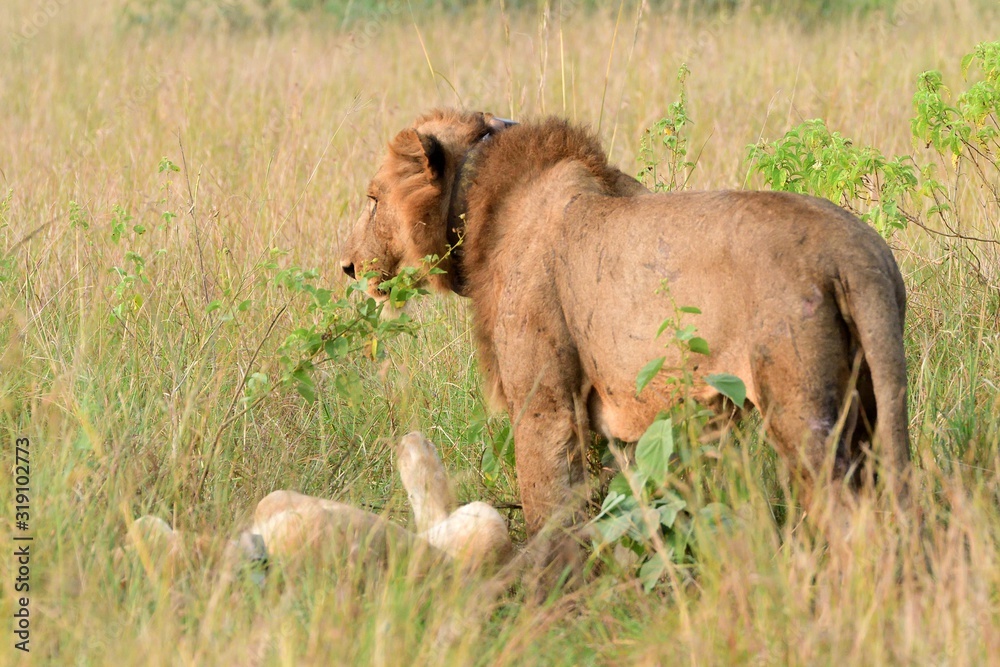 Obraz premium Lion, Queen Elizabeth National Park, Uganda