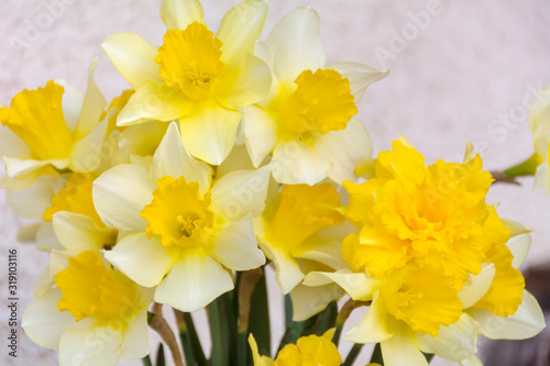 Closeup of Yellow Narcissus Flowers