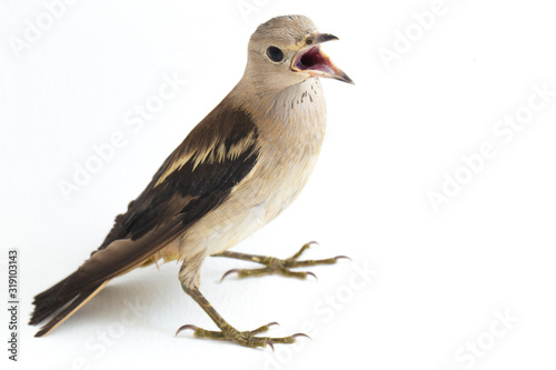 The Daurian starling (Agropsar sturninus), or purple-backed starling, isolated on white background photo