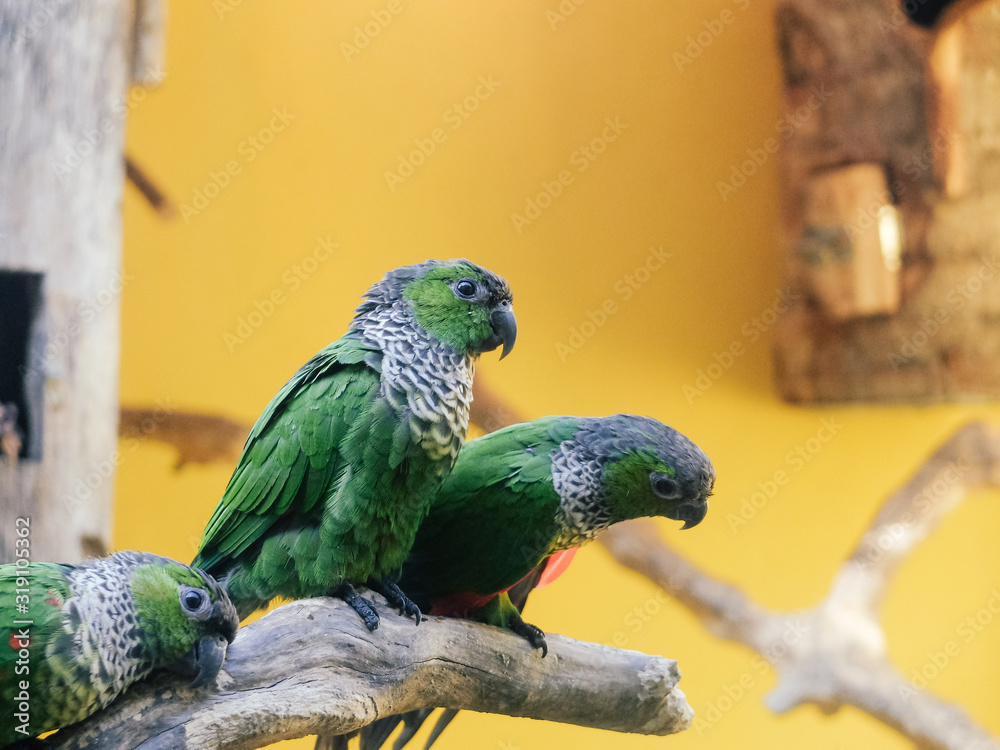 Obraz premium selective focus of beautiful bird background