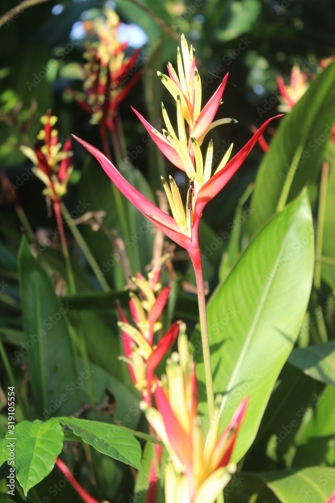 Costus is a group of perennial herbaceous plants Costus is a group of perennial herbaceous plants